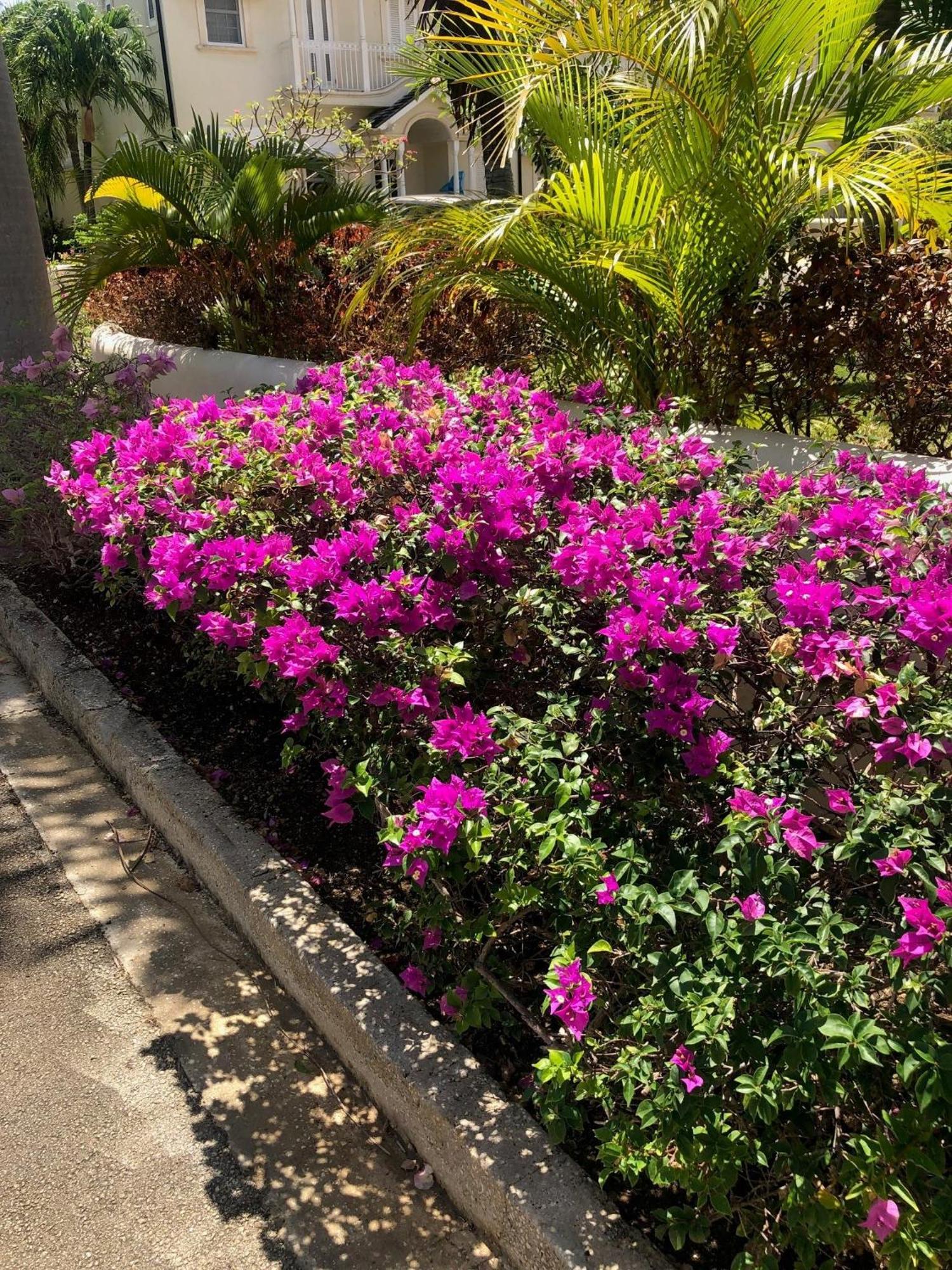 Blue Horizon Battaleys Mews Mullins Barbados * Saint Peter